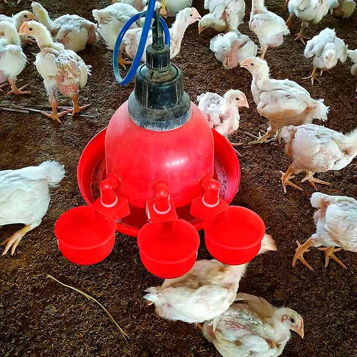 ChickenBowl, napajalnik za kokoši in ostalo perutnino (6 kosov) - Image 6
