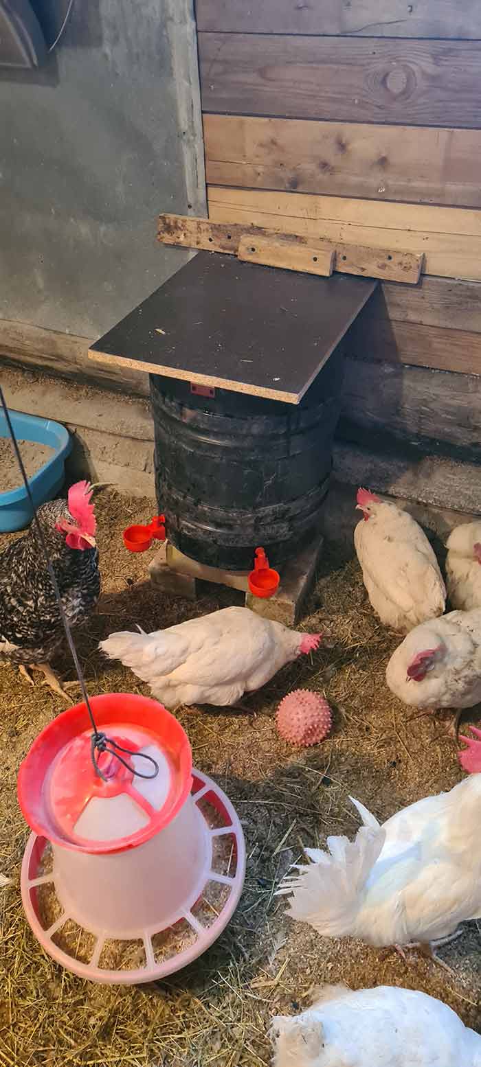 ChickenBowl, napajalnik za kokoši in ostalo perutnino (6 kosov) - Image 10