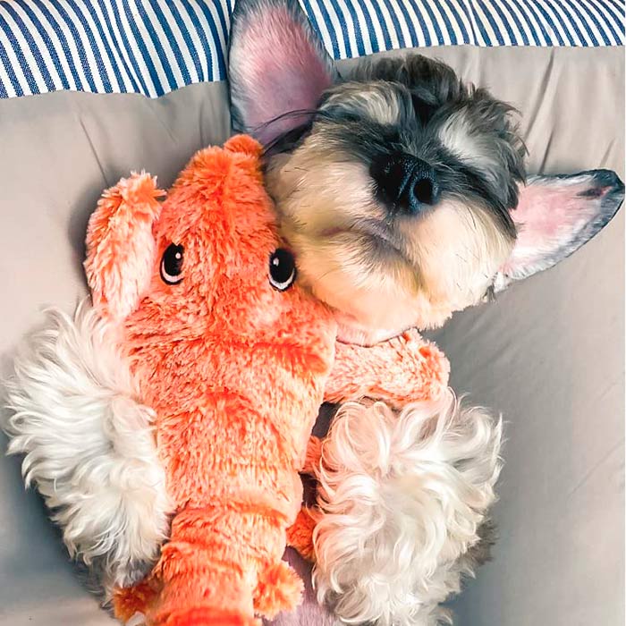 LobsterToy, interaktivna igrača za hišne ljubljenčke v obliki jastoga - Image 3