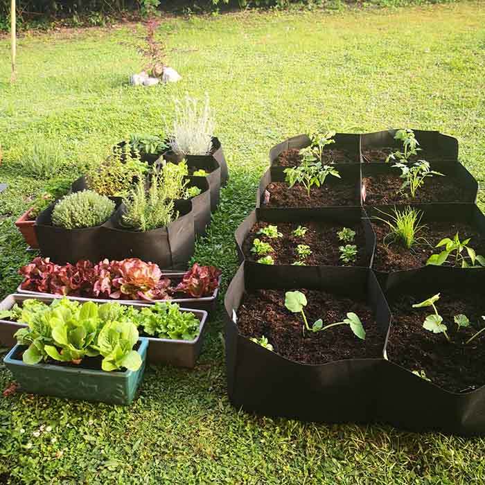 RaisedGarden, prenosna vrtna greda z 8 ločenimi predeli - Image 4
