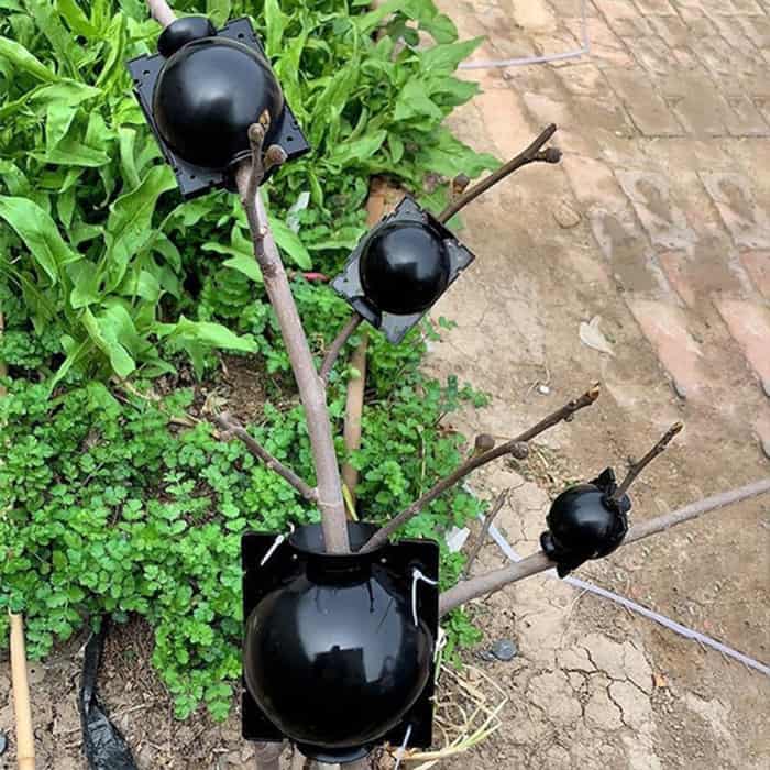 RootBall, pripomoček za uspešno kloniranje rastlin (2 kom.) - Image 2
