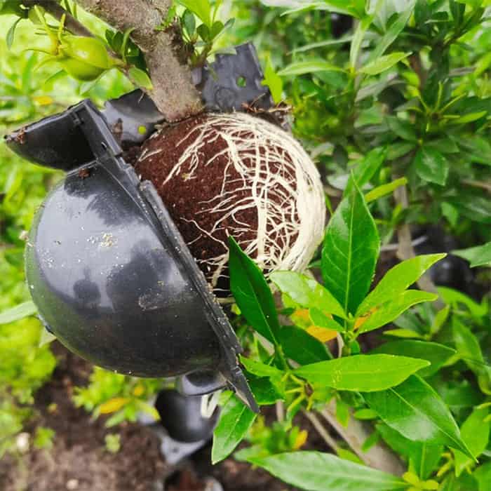 RootBall, pripomoček za uspešno kloniranje rastlin (2 kom.) - Image 7