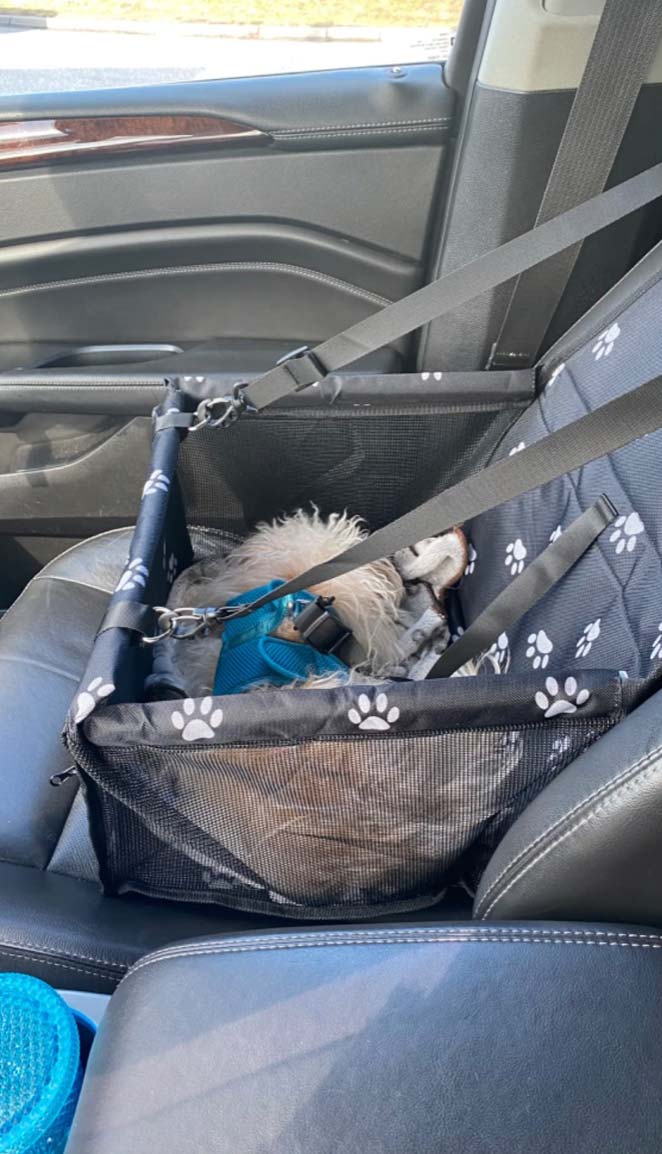 Seat4Dog, avtomobilski sedež za hišne ljubljenčke - Image 10